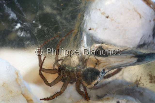 Cybaeidae_9970-1.JPG - France, Morbihan (56), Araneae, Argyronetidae (Cybaeidae), Argyronète (Argyroneta aquatica), femelle, 12 mm, protégeant son cocon formé dans une bulle d'air, Diving bell spider or Water spider